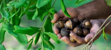 macademia fındığı (cevizi)